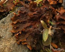 Attēlu rezultāti vaicājumam “Peltigera praetextata”