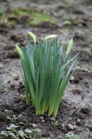 Attēlu rezultāti vaicājumam “Narcissus leaf”
