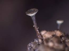 Attēlu rezultāti vaicājumam “Chaenotheca phaeocephala”