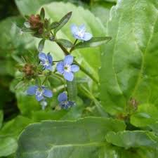 Attēlu rezultāti vaicājumam “Veronica beccabunga bud”