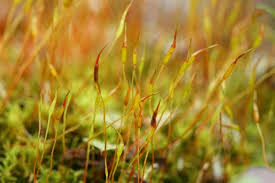 Attēlu rezultāti vaicājumam “Barbula unguiculata macro”