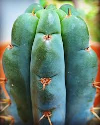 Attēlu rezultāti vaicājumam “Trichia erecta macro”