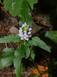 Attēlu rezultāti vaicājumam “Prunella vulgaris flower”