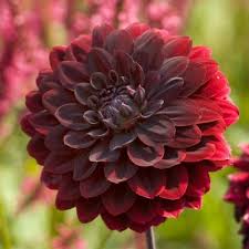 Image result for Dahlia x pinnata `Redskin`