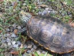 Image result for Malaclemys terrapin