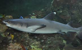 Image result for Triaenodon obesus