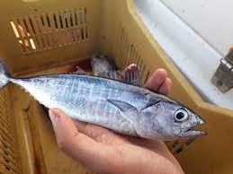 Image result for Thunnus thynnus
