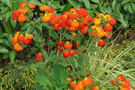 Image result for Calceolaria integrifolia