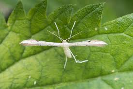 Attēlu rezultāti vaicājumam “Adaina microdactyla”