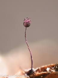 Attēlu rezultāti vaicājumam “Cribraria violacea”