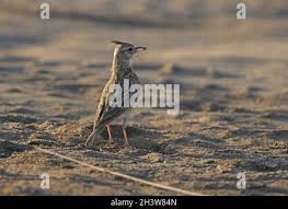 Attēlu rezultāti vaicājumam “Galerida cristata adult”