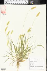 Attēlu rezultāti vaicājumam “Bromus secalinus”