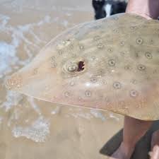 Image result for Acroteriobatus blochii