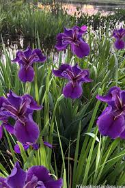 Attēlu rezultāti vaicājumam “Iris rosenbachiana”
