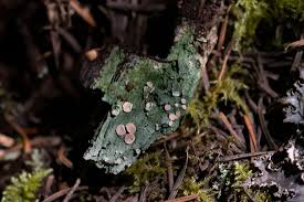 Attēlu rezultāti vaicājumam “Icmadophila ericetorum”