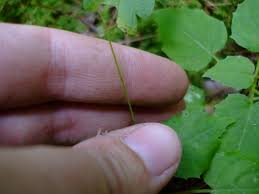 Attēlu rezultāti vaicājumam “Circaea alpina leaf”