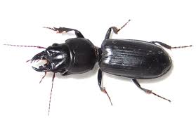 Attēlu rezultāti vaicājumam “Carabidae”