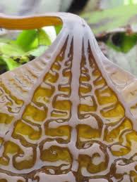 Attēlu rezultāti vaicājumam “Cribraria costata stalked”