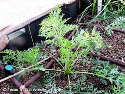 Attēlu rezultāti vaicājumam “Daucus sativus”