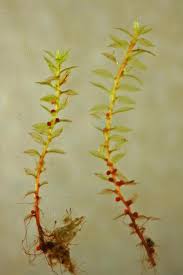 Attēlu rezultāti vaicājumam “Bryum rubens”