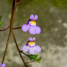 Attēlu rezultāti vaicājumam “Cymbalaria muralis flower”