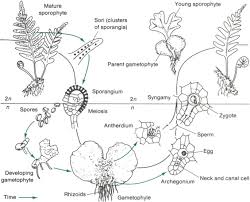 Attēlu rezultāti vaicājumam “Plagiomnium undulatum sporophyte”