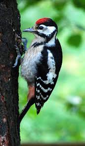 Attēlu rezultāti vaicājumam “Dendrocopos major male”