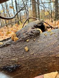 Attēlu rezultāti vaicājumam “Myxarium nucleatum”