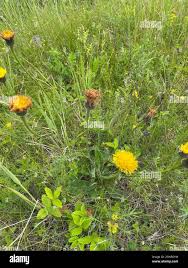 Attēlu rezultāti vaicājumam “Hypochaeris maculata flower”
