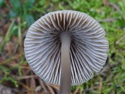 Attēlu rezultāti vaicājumam “Mycena abramsii”