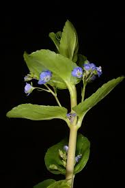 Attēlu rezultāti vaicājumam “Veronica beccabunga bud”
