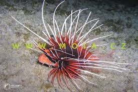 Image result for Pterois radiata