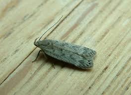 Attēlu rezultāti vaicājumam “Anacampsis blatariella”