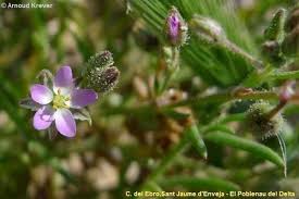 Attēlu rezultāti vaicājumam “Spergularia rubra flower”