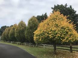 Attēlu rezultāti vaicājumam “Tilia amurensis”
