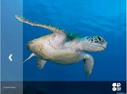 Image result for Chelonia mydas