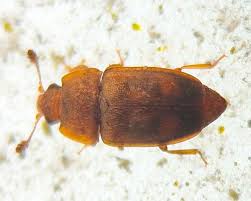 Attēlu rezultāti vaicājumam “Epuraea sp.”