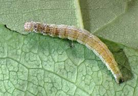 Attēlu rezultāti vaicājumam “Ypsolopha dentella”