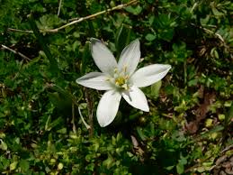 Attēlu rezultāti vaicājumam “Ornithogalum umbellatum”