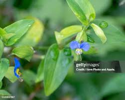 Attēlu rezultāti vaicājumam “Commelina coelestis”