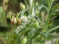 Attēlu rezultāti vaicājumam “Microrrhinum minus”