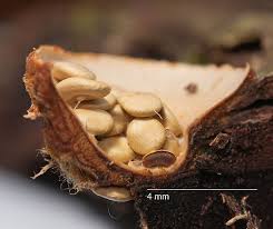 Attēlu rezultāti vaicājumam “Crucibulum laeve”