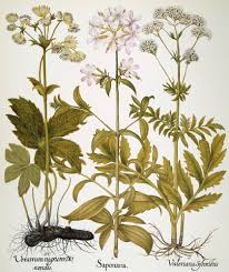 Attēlu rezultāti vaicājumam “Valerianaceae”