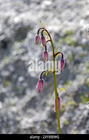 Attēlu rezultāti vaicājumam “Lilium martagon bud”
