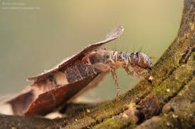 Attēlu rezultāti vaicājumam “Glyphotaelius pellucidus”