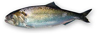 Image result for Alosa alosa