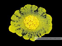 Attēlu rezultāti vaicājumam “Physarum bitectum”