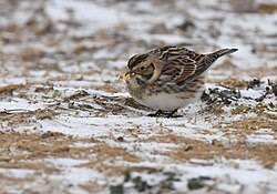 Image result for Calcarius lapponicus