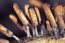 Attēlu rezultāti vaicājumam “Stemonitopsis hyperopta stalked”