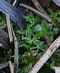 Attēlu rezultāti vaicājumam “Riccardia incurvata”